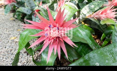 Une photo de gros plan de la fleur rose exotique d'aechmea fasciata dans un habitat naturel pour les magazines, les calendriers, les fonds d'écran. Design paysage avec aechmea acme Banque D'Images