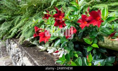 Une photo de gros plan de dipladénia rouge exotique ou de la mandevilla fleur dans un habitat naturel pour les magazines, les calendriers, les fonds d'écran. Jardin anglais des Banque D'Images