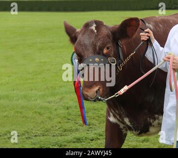 Un Champion De L'Aubépine De Boeuf Gagnant Animal De Taureau De Ferme. Banque D'Images