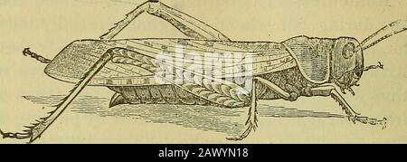Insectes et insecticides Manuel pratique sur les insectes nuisibles et les méthodes de prévention de leurs blessures . les vers, et frottant le bord supérieur avec du goudron de charbon. Avec les applicancesaméliorés pour la distribution de l'utilisation de nowin Paris vert et London violet, ces poisons seront sans aucun doute plus largeuryutilisés dans la suppression des futures épidémies de ces wormsthan dans le passé. Il est tout à fait probable également que se soit bien avant longtemps capable de les combattre par des germes des maladies contagieuses auxquelles le théyare est soumis. Sauterelles. Acridisse.la famille des criquets ou des sauterelles à courte distance—communément cal Banque D'Images