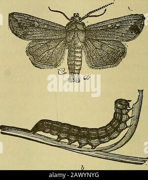 Insectes et insecticidesA manuel pratique concernant les insectes nuisibles et les méthodes de prévention de leurs blessures . espèces de ces grues mouches en Amérique, et les stades de thelater de l'un des plus grands d'entre eux sont repré-sentés dans la figure d'accompagnement. Remèdes.—En Amérique, ces insectes sont rarement suffisamment dommageables pour exiger un traitement correctif. Lorsqu'ils font le plan le plus réussi yettend est celui de conduire un troupeau de moutons ou de porcs herdof sur le champ pour tuer les larves en theirtramping. BLESSANT LES FEUILLES. Le Ver De L'Armée. Leucania unipuncta. C'est l'un des insec les plus notés Banque D'Images