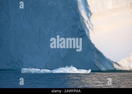 Oiseaux perchés sur la fonte de la glace sous l'iceberg Océan Atlantique Groenland Banque D'Images