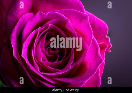 Gros plan d'une belle fleur rose sur un fond sombre Banque D'Images