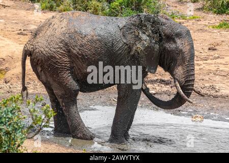 Éléphant d'Afrique lors d'une journée très chaude se couvrant avec de l'eau boueuse pour se rafraîchir et agir comme protection solaire, Addo Elephant National Park, Afrique du Sud Banque D'Images