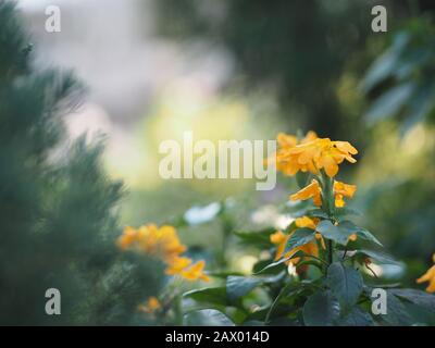 Fleurs de firecracker, Crossdra infundibuliformis, fleurs de couleur orange fleuries dans le jardin sur fond flou de nature Banque D'Images