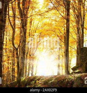 forêt en automne avec soleil au coucher du soleil rêve. Banque D'Images