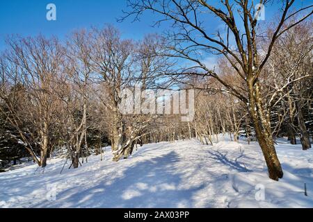 Randonnée dans la Réserve naturelle de Shiretoko sur un sentier enneigé en hiver, Shiretoko, Hokkaido, Japon Banque D'Images