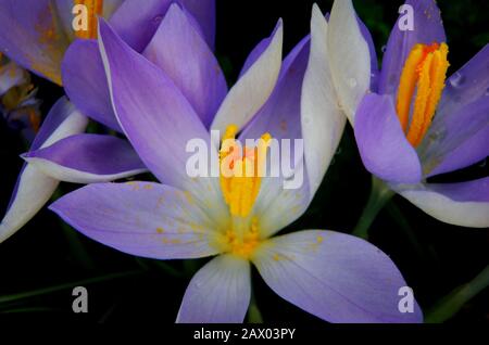 Crocus vernus, détail des crocuses pourpres dans un pré au printemps Banque D'Images