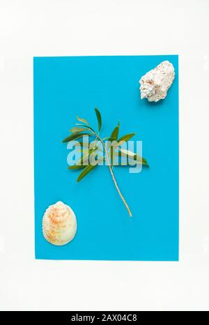 Concept de l'heure d'été avec des coquillages de mer et une belle branche d'olive sur fond blanc et bleu. Banque D'Images