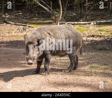 Sanglier dans le bois marchant sur la saleté Banque D'Images