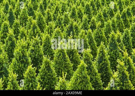 Croissance industrielle des arbres buxus verts sculptés Banque D'Images