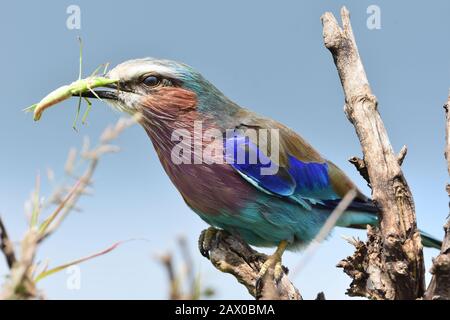 Rouleau croisé lilas avec sauterelle dans le parc national de Masai Mara, au Kenya. Banque D'Images