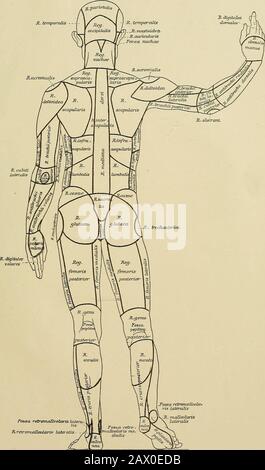 La BNA est organisée comme un contour de l'anatomie régionale et systématique . 226 plaques XIIEégons du corps humain. Aspect postérieur. [88] [ EMMEL] B N A PLAQUE XII Ponsa T-etramaZleobins lateralli. RiTetranusIleoUcriP Zatei-dtis iiiiii Banque D'Images