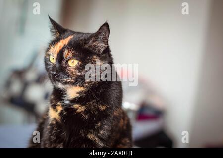 Mon tortoiseshell tricolore chat. Arrière-plan flou. Banque D'Images