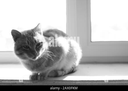 Un chat charmant se détendre sur un seuil de fenêtre ensoleillé à l'intérieur. Photo BW Banque D'Images