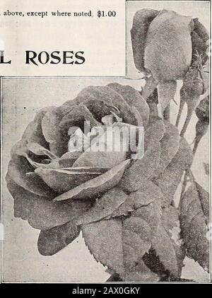 Catalogue d'automne de Dreer 1920 . r 100. 25 ou plus fournis au taux de 100. Sélectionnez HARDY HYBRIDE PERPÉTUELLE ROSES Baron de Bonstetten. Cramoisi noir velouté. Baronne Rothschild. Rose satiny pâle, très grande. Capitaine Hayward. Cramoisi doux parfumé, de forme per-fect. Clio. Chair de satiny, avec centre plus profond; grandes fleurs globuleuses. Frau Karl Druschki. C'est la rose blanche et dure idéale. Genres ! Jacquelinot. Cramoisi brillant ; un favori oldfavori. George Arends (Rose Frau Karl Druschki). Une belle variété rose. Hugh Dickson. Rouge cramoisi brillant, de forme finale. J. B. Clark. Banque D'Images