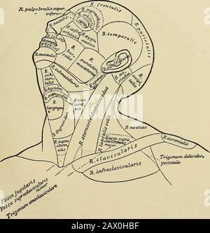 La BNA est organisée comme un contour de l'anatomie régionale et systématique . tricis unguis 51 Sulcus matricis unguisVallum unguis Corpus unguis Radix unguis Lunula Margo occultus Margo liber Margo lateralis Stratum corneum unguis Stratum germinativum unguis 61 Glandulae Cugl 62 Gluerlulae lsuifurifae 65 66 Porus sudoriferus 67 Sudor Gl. Ciliares [Molli]Gl. Ciranales [79] 218 ANATOMIE SYSTÉMATIQUE 1 Gl. Ceruminosae 10 Ductus lactiferi 2 Cer11 Sinutus lactiferi 12 Lac féminisinum ? 3 GLANDULAE SEBACEAE 13 Colostrum 4 Sébum cutaneum 14 Areola mammae 1 Banque D'Images