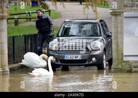 Maidstone, Kent, Royaume-Uni. 10 février 2020. Les cygnes ont raison comme la pluie d'hier de la tempête Ciara provoque la rivière Medway à éclater ses banques dans le centre ville crédit: PjrFoto/Alay Live News Banque D'Images