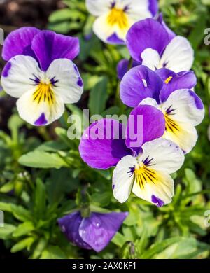 pansies blanches violettes au printemps Banque D'Images