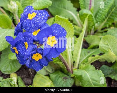 Bleu Primrose avec gouttes de pluie Banque D'Images