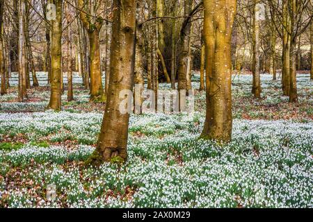 Chutes de neige au parc Welford à Berkshire. Banque D'Images