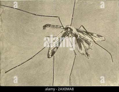 Les maladies endémiques des états du sud . Fig. 12.—positions De Repos des laïvae: C, Culex; b, anophèle. Pas rarement la mort feign. Du comportement des larves d'ano-pheline, il ne semble pas que le sens de la vue soit veryaigu. Les larves de Culex ont été décongelées à partir de glace dans laquelle elles ont été décongelées et ont commencé à se développer en insectes, mais LE PALUDISME 57 jusqu'à ce que je sache que cela n'a pas été fait avec les anophèles. Ces dernières ont toutefois été trouvées dans l'eau sous une gelée. Fig. 13.—ano mâle|ihfles. Banque D'Images