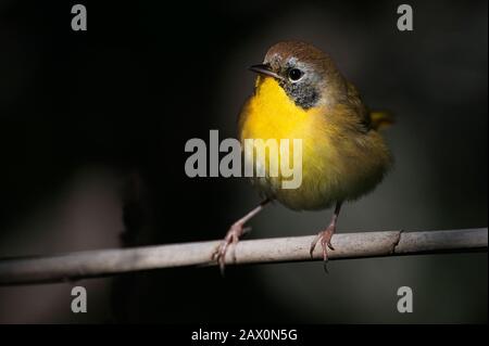 Paruline de yellowgorge commune masculine de première année Banque D'Images