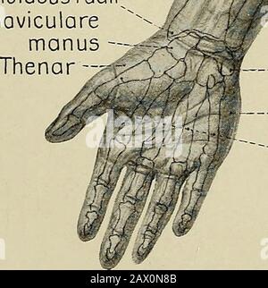 La BNA est organisée comme un contour de l'anatomie régionale et systématique . Morgomedialis humerif^tpicondylus medialis hum.Tossa cubitolis Processus styloideusrodii^ / Os naviculare - ^/^^manus -—-JT. —Os pisiforme --Hypothenar -Osso metacorpalia I-V SUPEBIOB EXTBEMIT¥ 5 3. PAROI THORACIQUE ANTEEIOR : STRUCTURES SUPERFICIELLES. A. Fascia superficiel, nerfs cutanés ?et vaisseaux hlaod. Incisions de la peau : (O) longitudinalement de l'encoche jugulaire au processus thexiphoïde; (&) du processus xiphoïde, transverse jusqu'au dos; (c) de l'encoche jugulaire latéralement, le long de la clavicule, à la pointe de l'acromion Banque D'Images