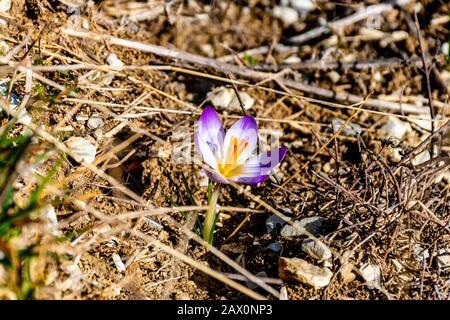 Gros plan d'une fleur de Crocus versicolor en fleurs dans les Alpes françaises (2 février 2020) Banque D'Images