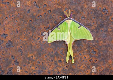 Luna Moth sur la vieille lame de scierie rouillée abandonnée en forêt. Comté De Dauphin, Pennsylvanie, Printemps. Banque D'Images