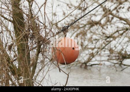 Duisburg, Allemagne. 10 février 2020. Un câble conducteur de foudre à haute tension déchiré se bloque dans un arbre au-dessus du Rhin. La corde dite de conducteur de terre avait été arrachée à un pôle d'alimentation. En raison des dommages causés à une ligne à haute tension, le trafic maritime sur le Rhin a dû être temporairement interrompu. Crédit: David Young/Dpa/Alay Live News Banque D'Images