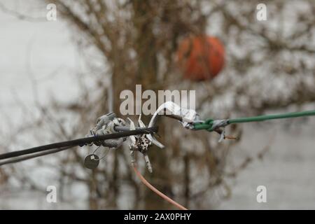 Duisburg, Allemagne. 10 février 2020. Un câble conducteur de foudre à haute tension arraché se trouve dans le Rhin et est fixé par un crochet de la banque. La corde dite de conducteur de terre avait été arrachée à un pôle d'alimentation. En raison des dommages causés à une ligne à haute tension, le trafic maritime sur le Rhin a dû être temporairement interrompu. Crédit: David Young/Dpa/Alay Live News Banque D'Images