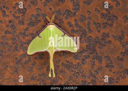 Luna Moth sur la vieille lame de scierie rouillée abandonnée en forêt. Comté De Dauphin, Pennsylvanie, Printemps. Banque D'Images