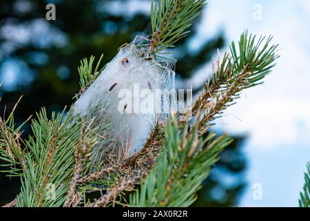 Une tente caterpillar avec plusieurs chenilles visibles rampant sur une branche d'un pin Banque D'Images