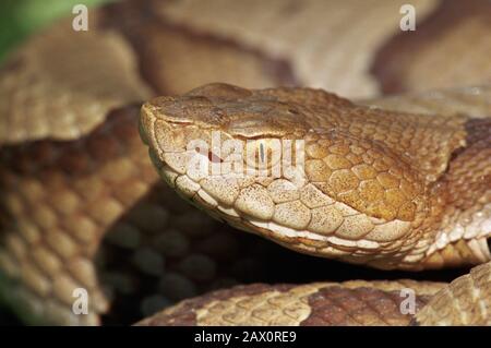 Northern Copperhead (Agkistrodon Contortrix Mokasen) Stony Creek Valley, Comté De Dauphin, Pennsylvanie, Été. Banque D'Images