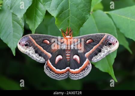 Cecropia Moth femelle sur un arbre de frêne blanc. Texter Mountain Preserve, Lancaster Conservancy, Lancaster Co., Pennsylvanie, Juin. Banque D'Images