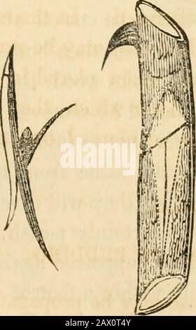 Le guide de l'amateur et le répertoire des jardins de fleurs; contenant tous les détails nécessaires à la réussite de la culture du jardin de fleurs . les bourgeons inaxillag de la feuille de l'année en cours. Les bourgeons sont connus pour être beready par le bouclier, ou une partie de l'écorce à laquelle ils sont attachés, se tronçonner facilement du bois. Après avoir sélectionné des bourgeons comme peut-être requis, retirez-les de la même façon, en insérant un couteau fin et tranchant d'environ un demi-pouce au-dessus de l'bourgeon et en passant le même bout-d'un tiers de la voie à travers le bois de la pousse, sortir contre la même distance au-dessous, rendre la coupe aussi propre que pos- Banque D'Images