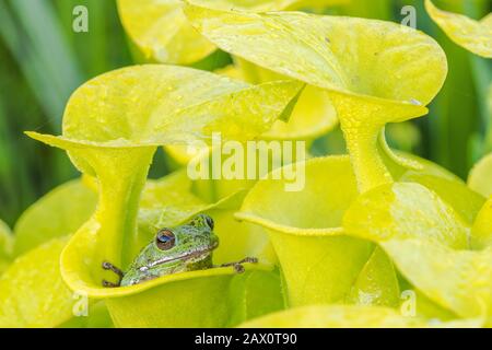 Barking Treefrog (Dryophytes Gratiosa) Mise À L'Abri Dans L'Usine De Pitcher De Trumpet Jaune (Sarracenia Flava) La Forêt Nationale D'Apalachicola, Floride, Juin. Banque D'Images