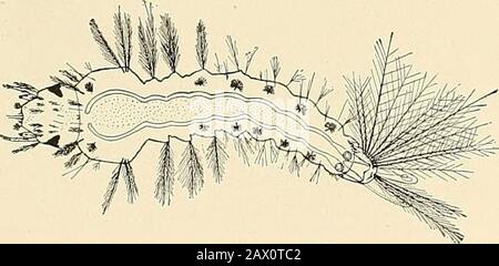 Les maladies endémiques des états du sud . Fig. 5.—Demi-giwn anopheles larva, ilagnifié.. Fig. 6.—les anopheles laiva de pleine culture. Banque D'Images