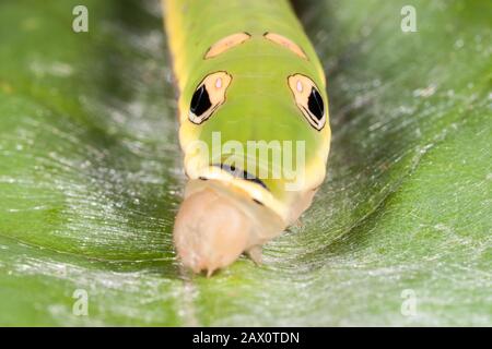 Spicebush Swallowtail Caterpillar (Papilio troilus) 5ème stade caterpillar sur la feuille de Spicebush. Banque D'Images