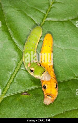 Spicebush Swallowtail Caterpillar (Papilio troilus) Avant de faire une chrysalide, la larve du 5ème stade devient jaune/orange. Banque D'Images