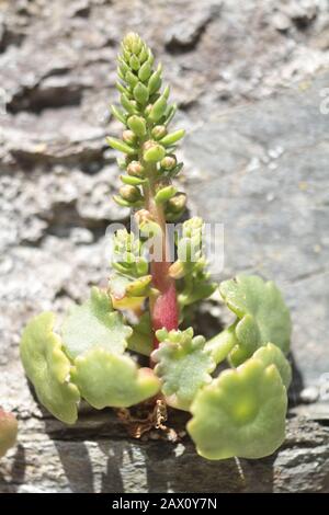 Le pennywort (Umbilicus rupestris) croît dans un mur Banque D'Images