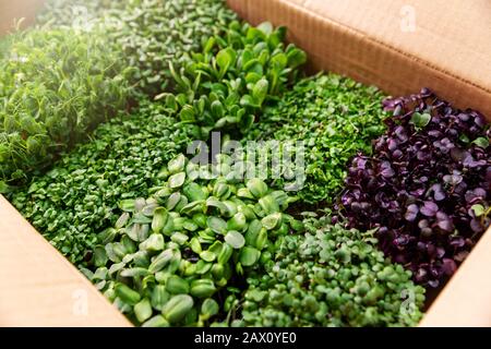 variété de microgreens biologiques frais dans une boîte en carton Banque D'Images