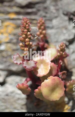 Le pennywort (Umbilicus rupestris) croît dans un mur Banque D'Images