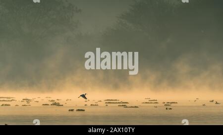 Une silhouette d'un oiseau survolant un lac pendant le beau lever du soleil et la brume qui monte au-dessus de l'eau Banque D'Images