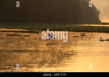 Une silhouette d'un oiseau survolant un lac au beau lever du soleil et brouillard au-dessus de l'eau Banque D'Images