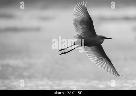 Une silhouette d'un oiseau survolant un lac pendant le beau lever du soleil et la brume qui monte au-dessus de l'eau en niveaux de gris Banque D'Images