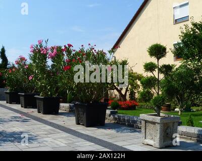 Allée pavée et jardin. Belles fleurs roses et rouges d'oléander dans des planteuses en plastique noir. Nerium oléander. Arbuste méditerranéen. Concept de jardinage. Banque D'Images