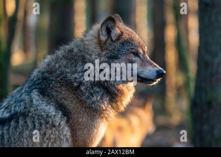 Portrait d'un loup gris européen (Canis lupus lupus) au Highland Wildlife Park, Kincraig, Kingussie, Écosse, Royaume-Uni Banque D'Images