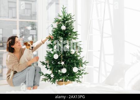 Matin avant Chtistmas. Merry enchantée, femme assise sur windsill avec pedigree Jack russell terrier chien, profiter des vacances du nouvel an, décorer le firtree wi Banque D'Images